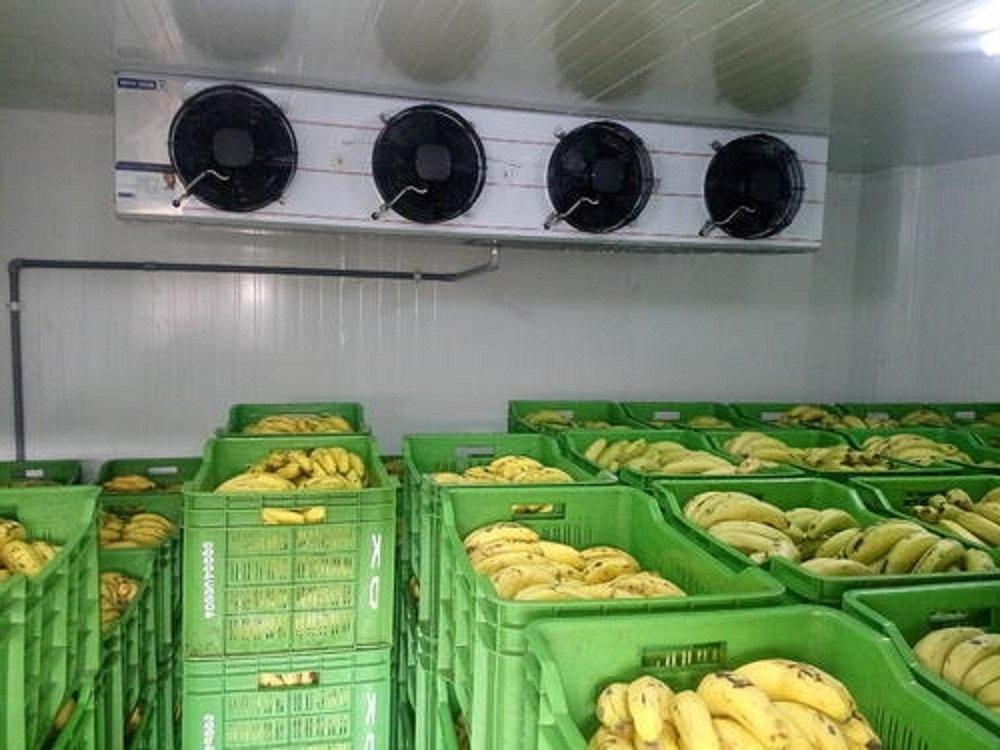 Banana Cold Storage